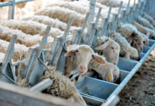 ΥΠΑΑΤ: Ξεπέρασαν τις 470.000 τα θανατωμένα ζώα από την ευλογιά των αιγοπροβάτων-9 νέα κρούσματα στην ΠΕ Ξάνθης