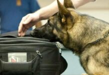 Ο «Laika» ξετρύπωσε ναρκωτικά στην Ξάνθη – Χειροπέδες σε άνδρα με κάνναβη, πλάκες ασημιού και… 2.900 ευρώ