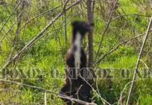 Σοκ στην Κομοτηνή: Σκυλί βρέθηκε κρεμασμένο σε δέντρο – ΣΚΛΗΡΕΣ ΕΙΚΟΝΕΣ