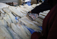 «Τσουχτερή» η τιμή του μπακαλιάρου ενόψει 25ης Μαρτίου – Φτάνει μέχρι και τα 27 ευρώ το κιλό