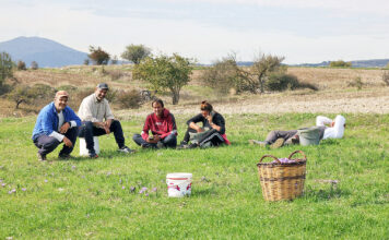 ΕΛΣΤΑΤ: «Σβήνουν» τα αγροτικά επαγγέλματα – 75.000 αποχωρήσεις από το χωράφι σε μόλις ένα χρόνο