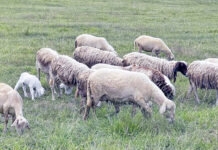 Στις 481.359 οι θανατώσεις αιγοπροβάτων λόγω της ευλογιάς – Κανένα νέο κρούσμα στην Π.Ε Ξάνθης