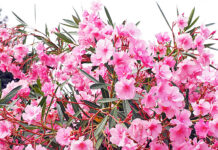 Γεωτεχνικοί: «Όχι» στην εκρίζωση της Πικροδάφνης από σχολεία, πάρκα και δημόσιους χώρους