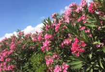 Επείγουσα εγκύκλιος στα σχολεία: Τοξικό και επικίνδυνο το φυτό πικροδάφνη στα προαύλια