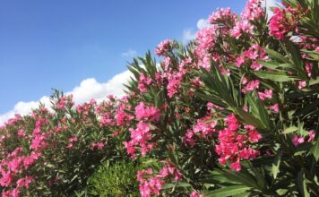 Επείγουσα εγκύκλιος στα σχολεία: Τοξικό και επικίνδυνο το φυτό πικροδάφνη στα προαύλια