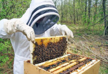 Η Βιώσιμη Μελισσοκομία έρχεται στην Ξάνθη – Σεμινάριο για όσους θέλουν να κάνουν τη διαφορά