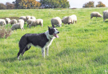 Τώρα και αδέσποτα…τσομπανόσκυλα στην Ξάνθη