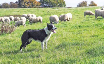 Τώρα και αδέσποτα…τσομπανόσκυλα στην Ξάνθη