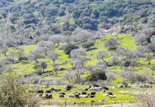 Το «πάθημα» της ευλογιάς, θα γίνει…«μάθημα» για τον αφθώδη πυρετό;