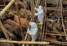 Αποκλειστικό: Επιβεβαιώθηκε το κρούσμα αφθώδους πουρετού στην…