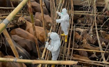 43 κρούσματα αφθώδους πυρετού σε 54 εκτροφές της Λέσβου