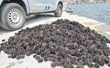 Σύλληψη πέντε ατόμων για παράνομη αλιεία 16.250 αχινών