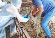 Ανησυχία των κτηνιάτρων της Περιφέρειας ΑΜΘ: «Θα κλάψει όλη η Ελλάδα αν έρθει ο αφθώδης πυρετός στον Έβρο»