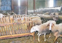 Επιστολή κτηνοτρόφων της ΠΑΜΘ σε ΥΠΑΑΤ και Περιφερειάρχη ΑΜΘ: Τα «ψίχουλα» που μας δώσατε το φθινόπωρο δεν αρκούν