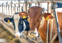 Λαϊκή Συσπείρωση ΑΜΘ: Τι μέτρα λάβατε κε Τοψίδη για την προστασία της περιοχής μας από τον αφθώδη πυρετό;