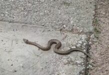 Προσοχή: «Ξύπνησαν» οι οχιές στην Ξάνθη (βίντεο)