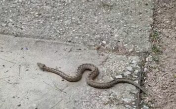 Προσοχή: «Ξύπνησαν» οι οχιές στην Ξάνθη (βίντεο)