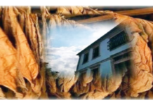 «Φυτεύουμε το Μέλλον»: 4ήμερο Βιωματικό Εργαστήριο Αστικής Ανάπλασης και Περμακουλτούρας στην Ξάνθη