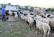 Γενικός Γραμματέας Αγροτικής Ανάπτυξης και Τροφίμων: «Οι θανατώσεις αιγοπροβάτων θα συνεχιστούν»