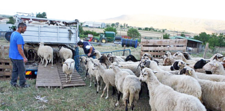 Γενικός Γραμματέας Αγροτικής Ανάπτυξης και Τροφίμων: «Οι θανατώσεις αιγοπροβάτων θα συνεχιστούν»