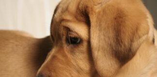 Σύλληψη άνδρα στην Ξάνθη, γιατί δεν φρόντιζε τον σκύλο του