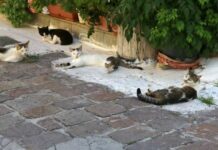 Δήμος Ξάνθης: Στειρώσεις και σημάνσεις σε… αδέσποτες γάτες