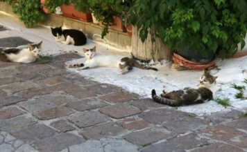 Δήμος Ξάνθης: Στειρώσεις και σημάνσεις σε… αδέσποτες γάτες