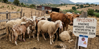 Ξανθιώτες κτηνοτρόφοι (όσοι απέμεναν στην Ξάνθη): Τρέμει το «φυλλοκάρδι» τους για τον αφθώδη πυρετό