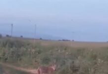 Προσοχή: Λύκος στην Εξοχή Ξάνθης (βίντεο)