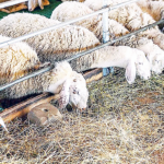 Χωρίς νέα κρούσματα ευλογιάς των αιγοπροβάτων στην Ανατολική Μακεδονία & Θράκη