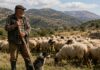 Σε κατάσταση «έκτακτης ανάγκης» οι Κτηνοτρόφοι του Ν. Ξάνθης