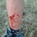 Πολλοί και… επιθετικοί οι λύκοι στην περιοχή μας