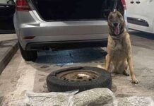 Αλλοδαπός προσπάθησε να περάσει από τους Κήπους με σχεδόν 4,5 κιλά κάνναβη-Τον «μυρίστηκε» η Laika
