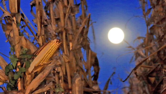 Illinois Corn Harvest