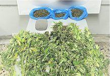 Συνελήφθησαν 3 άτομα για καλλιέργεια και διακίνηση κάνναβης