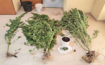 Δεκαπέντε συλλήψεις για ναρκωτικά στην ΠΑΜΘ
