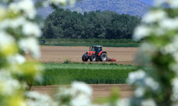 agrotes-xwrafi