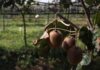 «Πρεμιέρα» με… καταστροφές, για την συγκομιδή των ακτινιδίων στην Ξάνθη