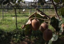 «Πρεμιέρα» με… καταστροφές, για την συγκομιδή των ακτινιδίων στην Ξάνθη