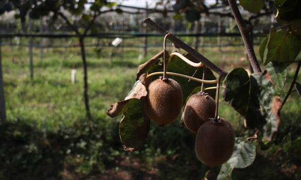 aktinidia (3)