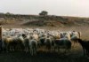 Επιμένει ο «εφιάλτης» της ευλογιάς στη Ροδόπη – Ξαναχτύπησε η ζωονόσος σε δύο κοπάδια