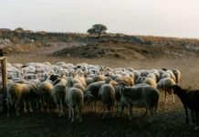 Επιμένει ο «εφιάλτης» της ευλογιάς στη Ροδόπη – Ξαναχτύπησε η ζωονόσος σε δύο κοπάδια